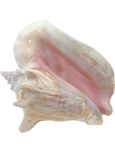 Extra Large Queen Conch Decorative Seashell 8-10" Natural Pink