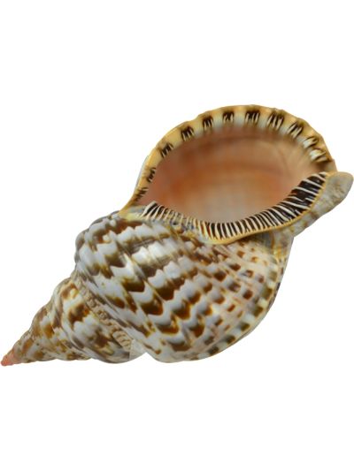 Triton Decorative Shell 9-10"