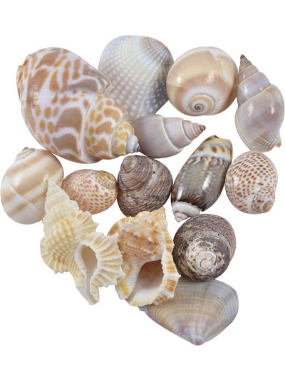 Indian Mix Assorted Craft Bag Seashells Medium 1-1.25" 1 Kilo (appx. 120 pc)