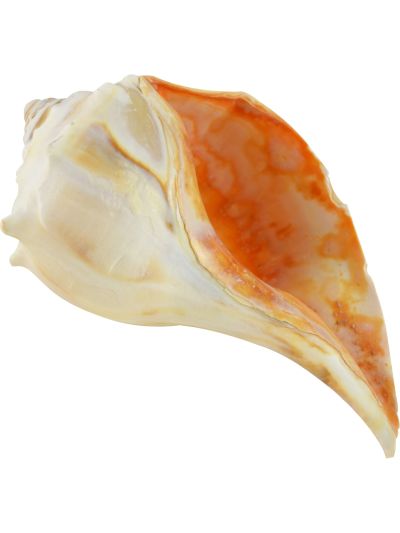 2 Atlantic Whelks Decorative Shells 6-7" (Set of 2)