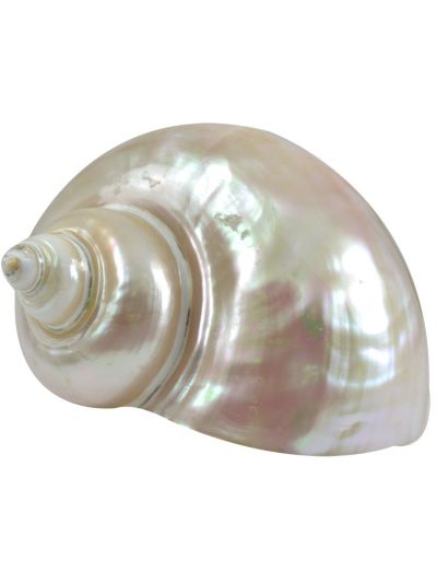 Turbo Marmoratus Satin Pearled Shell 5-6"