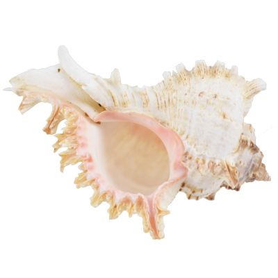 5 Branched Murex Shells 4-5" (Set of 5)