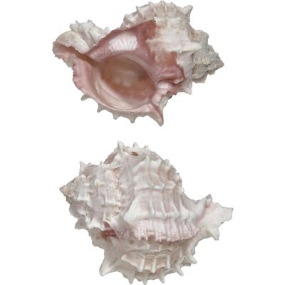 4 Pink Murex Seashells 3.5-4" (Set of 4)