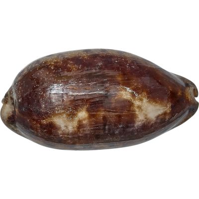 3 Testudinaria Cowries (Turtle) Seashells 3-4" (Set of 3)