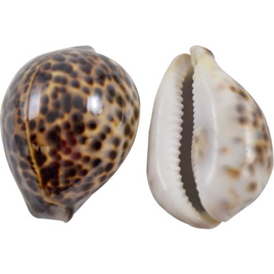 10 Tiger Cowrie Shells 2.5-3" (Set of 10)