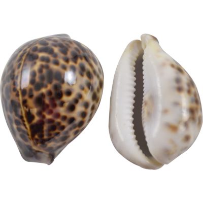 15 Tiger Shell Cowries 2-2.5" (Set of 15)