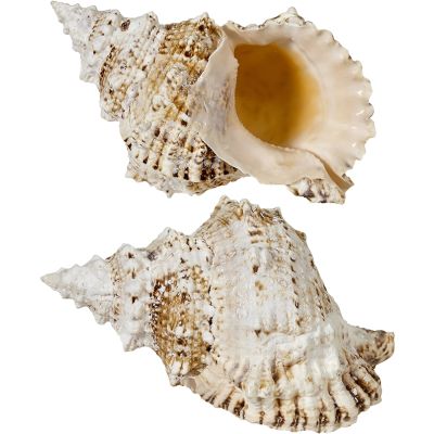 Decorative Frog Shell 7-9"