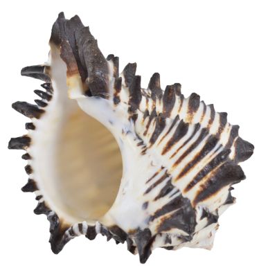 Black Murex Shell 5" and up