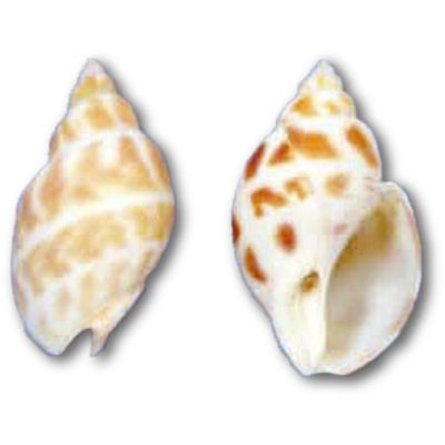Babylonia Aerolata Craft Shells Bag 1-2" 1 Gallon