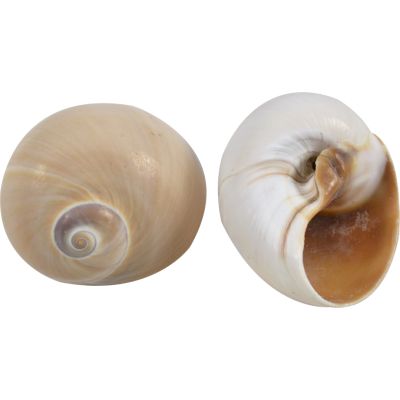 50 Whale Eye Bubble Shells 1.5-2" (Set of 50)