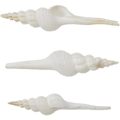10 White Spindle Shells 3-4" (Set of 10)