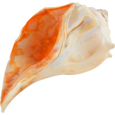 Left Handed Whelk Shell 8-9"