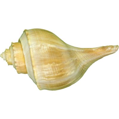 6 Channel Whelks 2-5" (Set of 6)