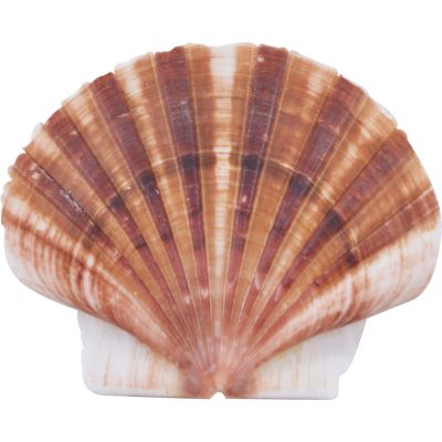 Pecten Albican Flat Shells Bag 2.5-3" 1 Gallon (Approx. 50-60)