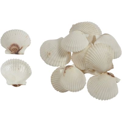 100 Florida White Scallop Shells 1.75-2.25" (Set of 100)