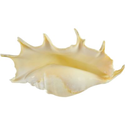 Lambis Truncata 7-9"