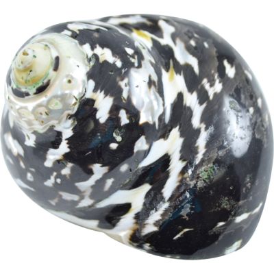 3 Polished Magpie Seashells 2-2.5" (Set of 3)