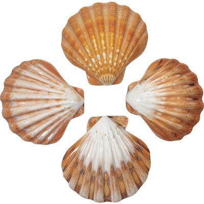 2 Polished Lions Paw Orange Shells 4-5" (Set of 2)