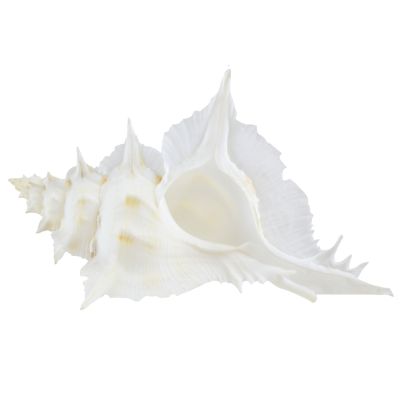 Alabaster Murex Shell 4-5"