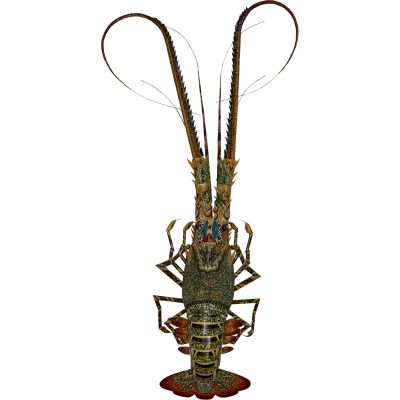 Painted Bamboo Lobster Medium 18"