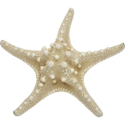 5 White Knobby Starfish 8-10" (Set of 5)