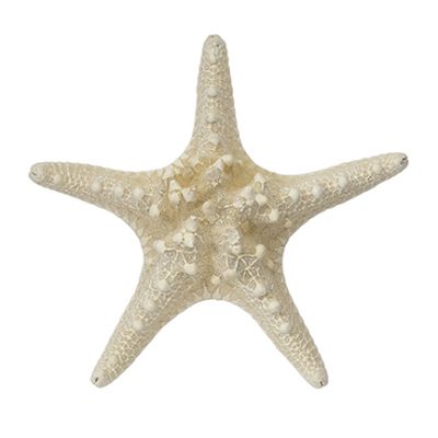 10 Knobby Starfish-White 6-8" (Set of 10)